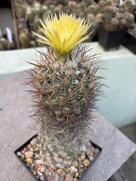 Coryphantha delaetiana